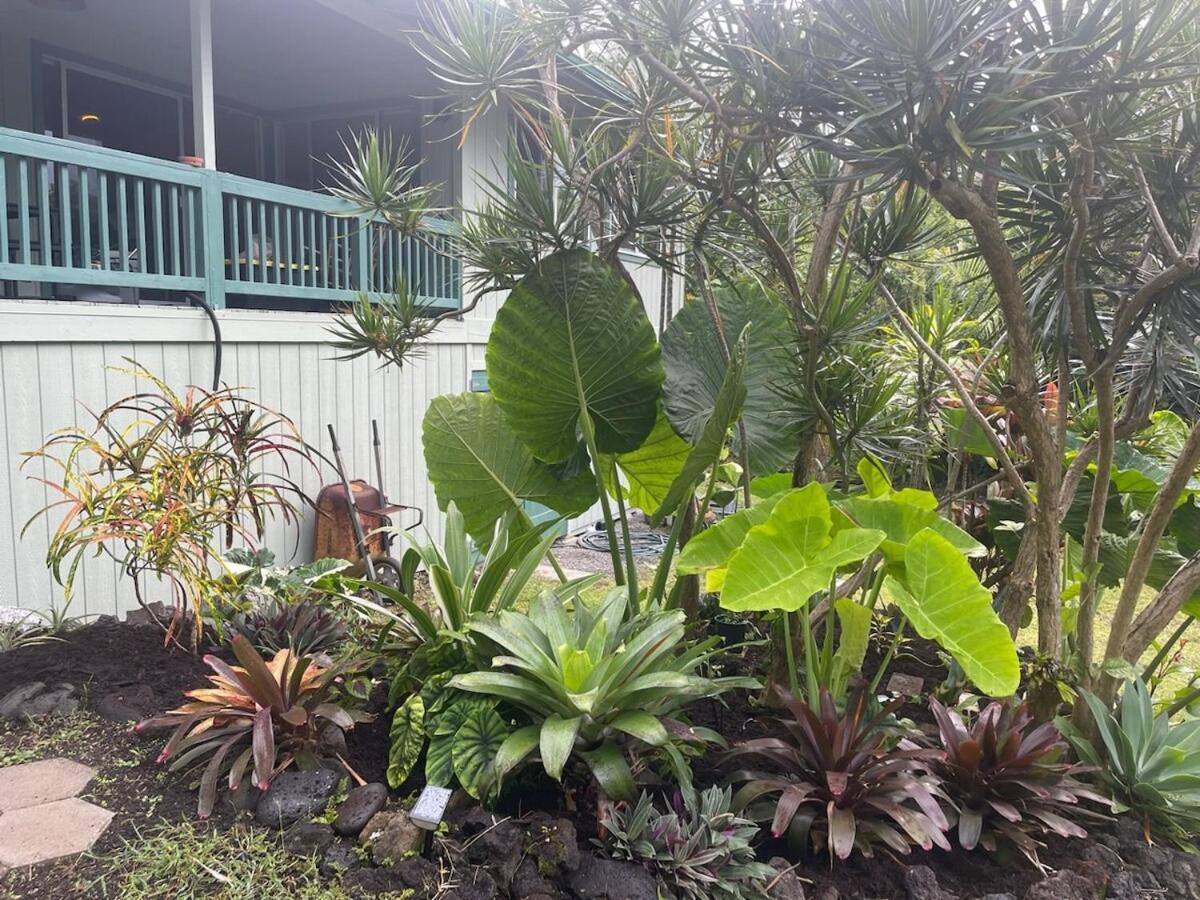 Seaside House And Aloha Bungalow Pahoa Luaran gambar